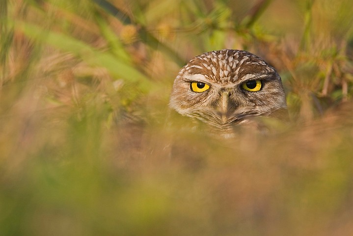 Kaninchenkauz Athene cunicularia Burrowing Owl